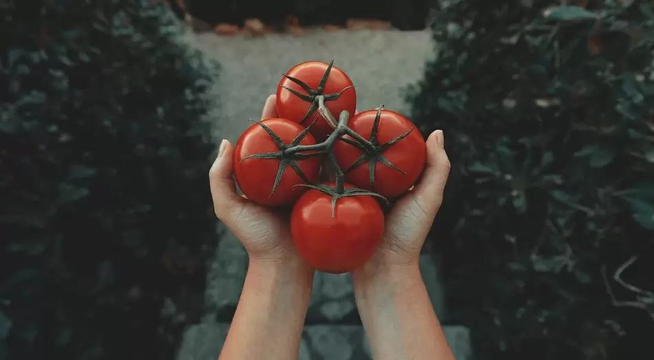 西红柿的功效